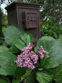 Bergenia