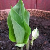 Hosta i krukker