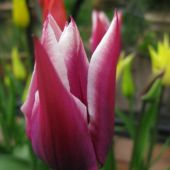 Tulipaner