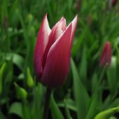 Tulipaner