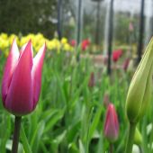 Tulipaner