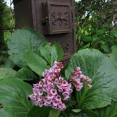 Bergenia