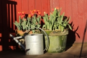 Tulipaner i krukker