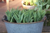 Tulipaner i zinkbalje