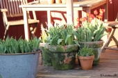 Tulipaner i krukker