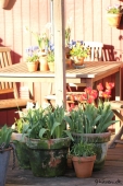 Tulipaner i krukker