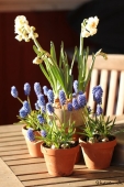 Perlehyacint på terrassebord