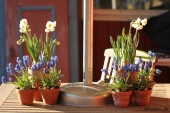 Perlehyacint på terrassebord
