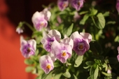 Hornviol