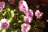 Hornviol