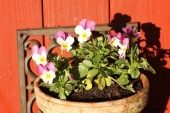 Hornviol