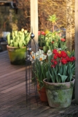 Tulipaner i krukker