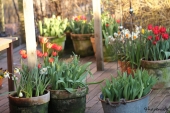 Tulipaner i krukker