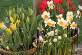 Tulipaner og pinseliljer i krukker