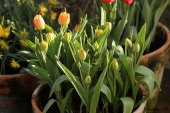 Tulipaner i krukker