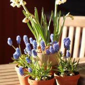 Perlehyacint på terrassebord