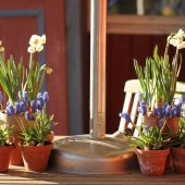 Perlehyacint på terrassebord