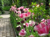 Tulipaner