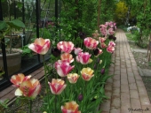 Tulipaner