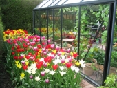 Tulipaner