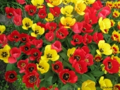 Tulipaner