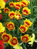 Tulipaner