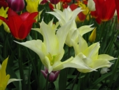 Tulipaner