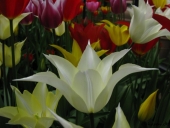 Tulipaner