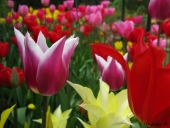 Tulipaner