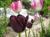 Tulipaner