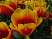 Tulipaner