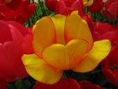 Tulipaner