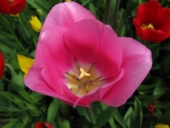 Tulipaner