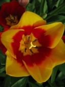 Tulipaner