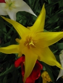 Tulipaner