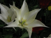 Tulipaner