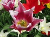 Tulipaner