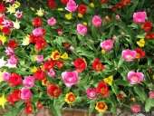 Tulipaner