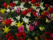 Tulipaner