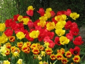 Tulipaner