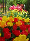 Tulipaner