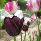 Tulipaner