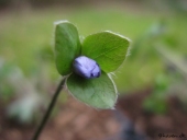 Ungarsk Anemone