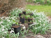 Ungarsk Anemone/Vintergække bed