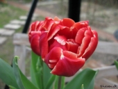Tulipan