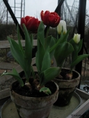 Tulipan