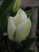 Tulipan