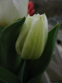 Tulipan