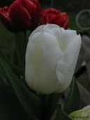 Tulipan