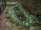 Ungarsk Anemone/Vintergække bed
